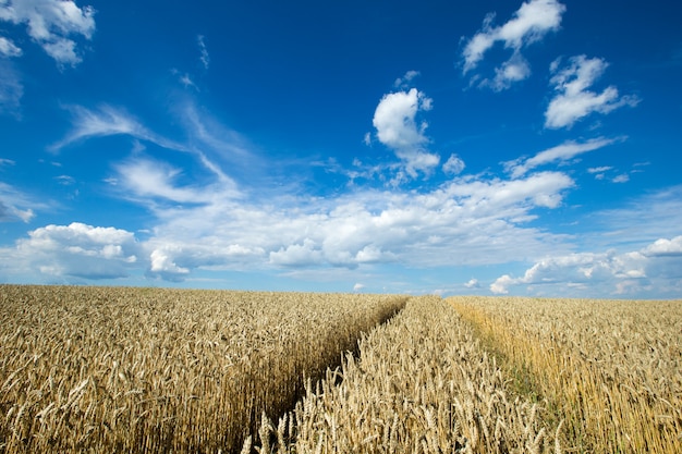 Gouden tarweveld en zonnige dag