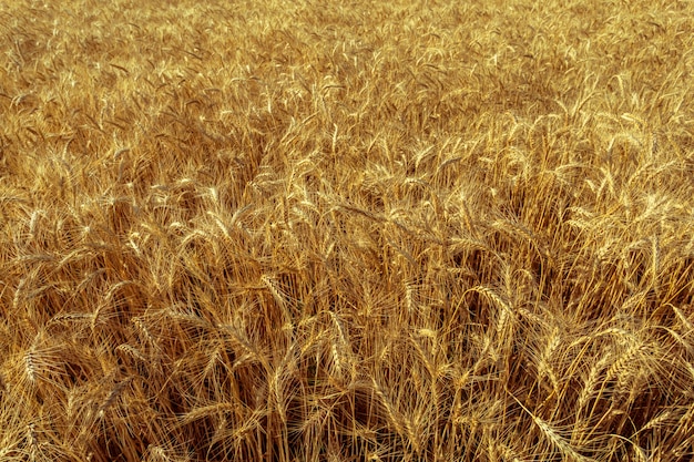 Gouden tarweveld en zonnige dag