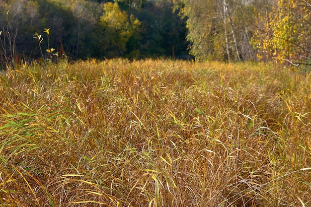 gouden tarweveld in de herfst