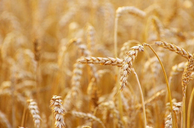 Gouden tarweveld in de zomer