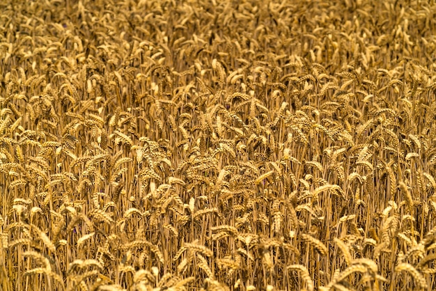 Gouden tarweveld op een zonnige dag