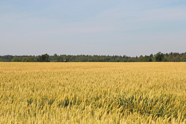 Gouden tarweveld