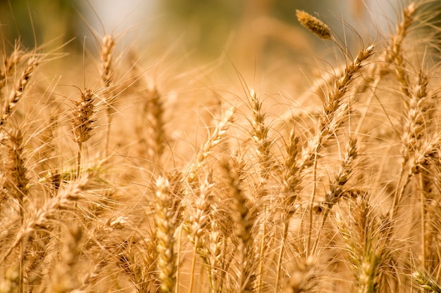 Gouden tarweveld