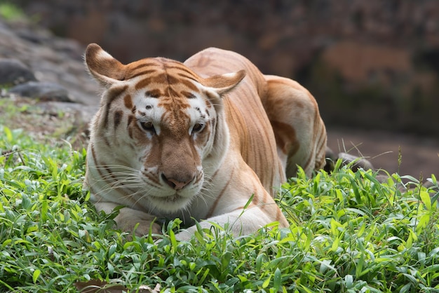 gouden tijger die op het gras rust