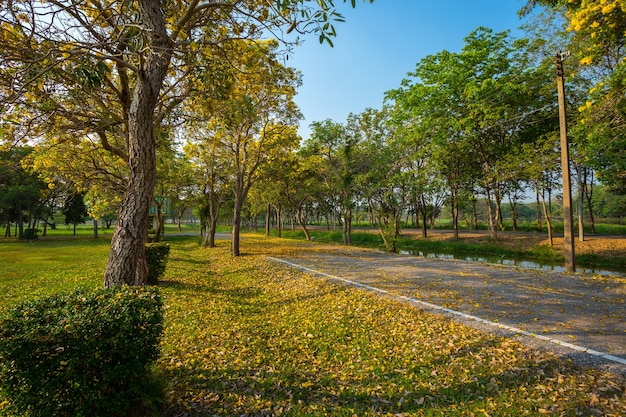 Gouden trompetboom bij Park binnen op blauwe hemelachtergrond.