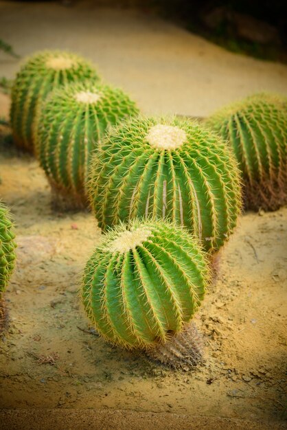 Gouden vat cactus