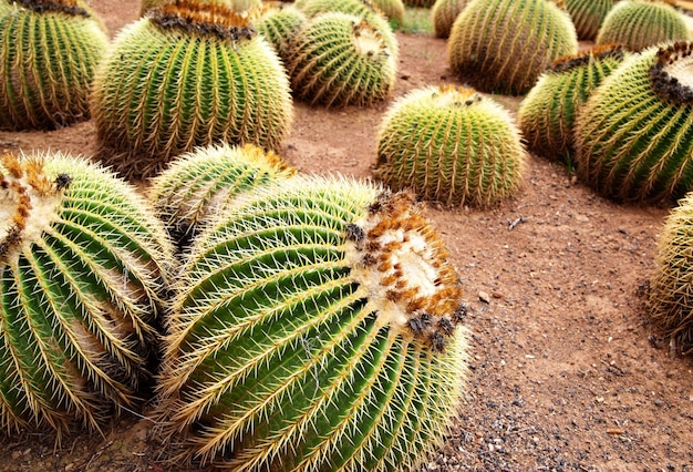 Gouden vat Cactus
