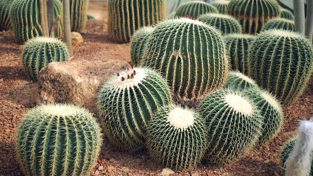 Foto gouden vatcactus of echinocactus-grusonii in de botanische tuin.