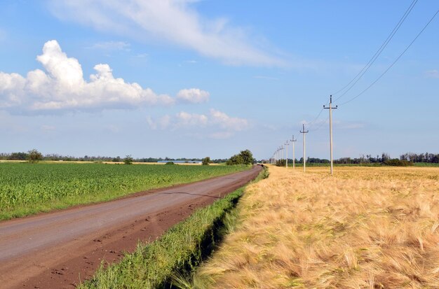 Gouden veld van rogge en modderweg na de regen