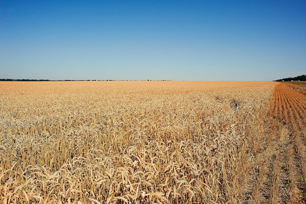 Gouden veld van tarwe en prachtige lucht