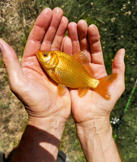 Gouden vis in de hand Gouden vis op palmen