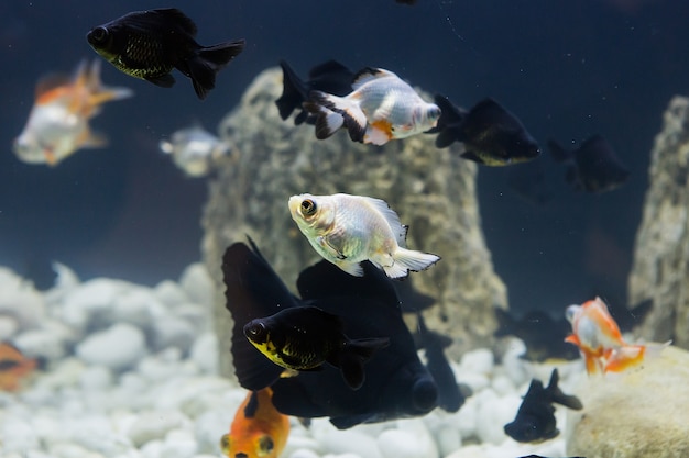 gouden vis in een zoetwateraquarium