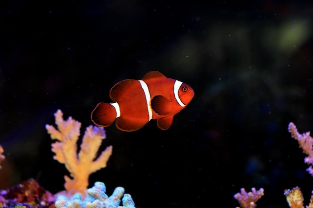 Gouden vlok Maroon Clownfish - Premnas biaculeatus (juveniel)