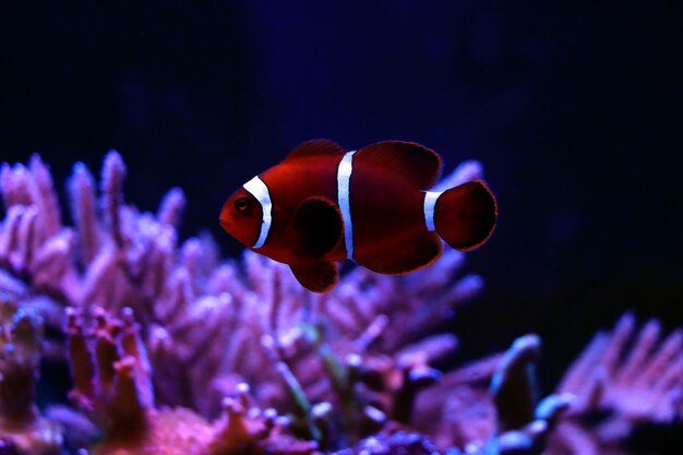 Gouden vlok Maroon Clownfish - Premnas biaculeatus (juveniel)