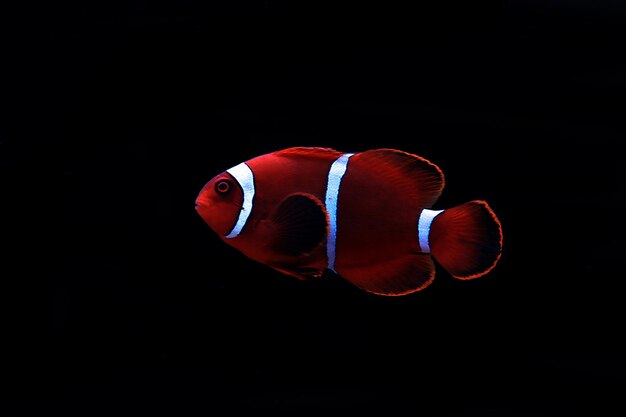 Gouden vlok Maroon Clownfish - Premnas biaculeatus (juveniel)