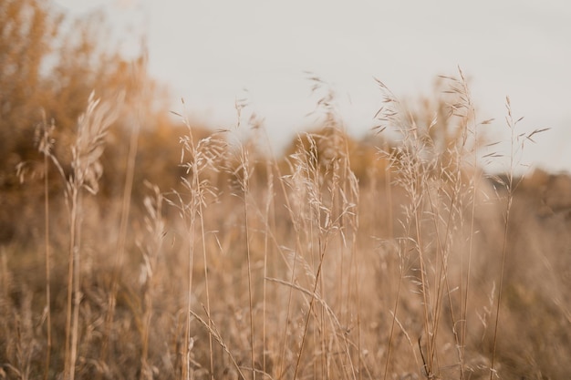 Gouden zon droog grasveld met diffuse achtergrond