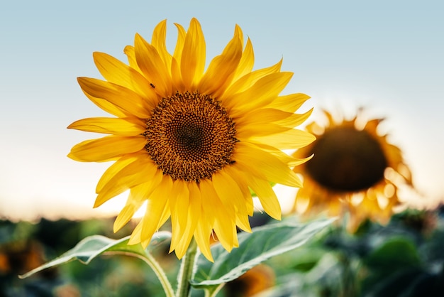 Gouden zonnebloem in het veld tegen de blauwe lucht