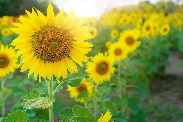 Gouden zonnebloemen veld op bloeiende boerderij agrarische zomer zonsondergang en felle zonlicht achtergrond in thailand