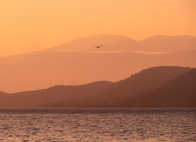 Gouden zonsondergang en drijvende zeemeeuw op de kalme Egeïsche Zee op het eiland Evia, Griekenland