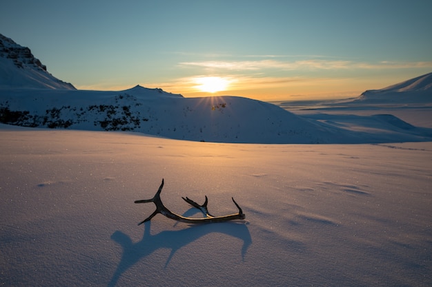 Gouden zonsondergang met rendiergeweitakken die in de sneeuw liggen