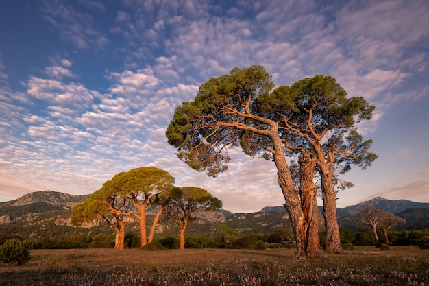 Gouden zonsopgang landschap met grote machtige dennenboom gras bergen lichte wolken Cirali Turkije