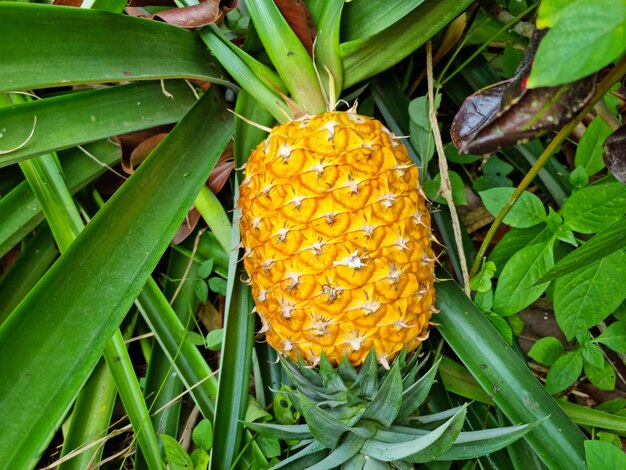 Foto goudgeel ananasfruit op de plantageboerderij chanthaburi thailand