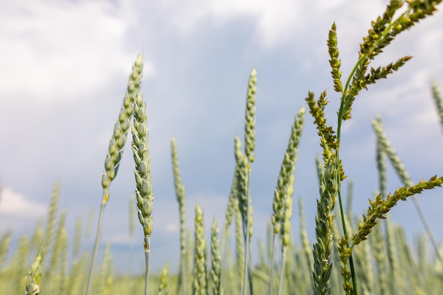 Goudgeel groene aartjes van rijpe tarwe in