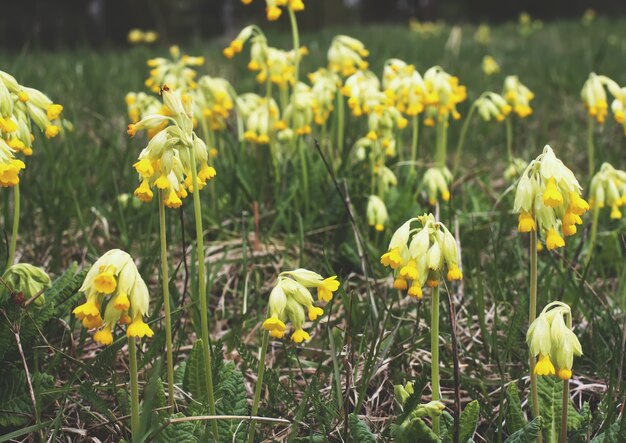 Goudgele bloemen van Primrose plant in lente park