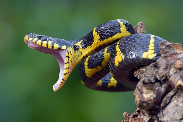 Foto goudgeringde kattenslang op de boomtak klaar om aan te vallen