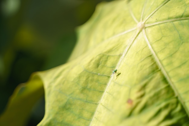 Goudgroene vlieg met lange benen