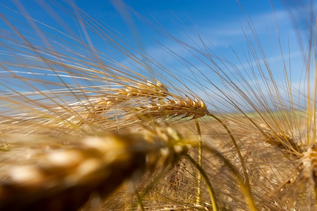 Goudkleurige rijpe tarwe in het veld