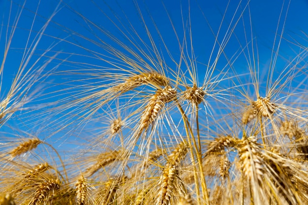 Goudkleurige rijpe tarwe in het veld