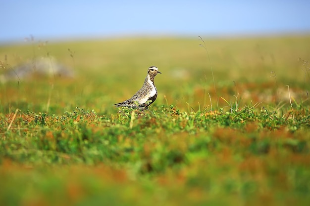 goudplevier / vogel in het veld, noordelijke natuur, natuurlandschap