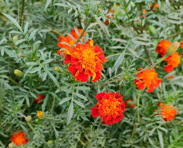 Goudsbloem bloeit in de groene grasvelden