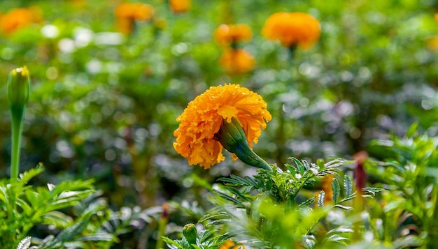 Goudsbloem bloeit in een veld op een dag zonder de zon landbouwveld met bloei