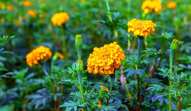 Goudsbloem bloeit in een veld op een dag zonder zon landbouwveld met bloeiende gele goudsbloembloemen op het platteland