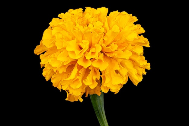 Goudsbloem bloemen lat Tagetes geïsoleerd op zwarte achtergrond