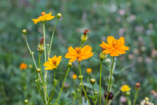 Goudsbloem bloemen veld