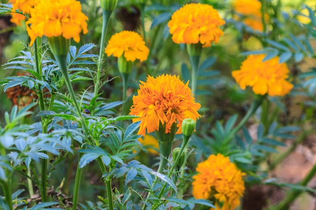 Goudsbloem bloemen veld