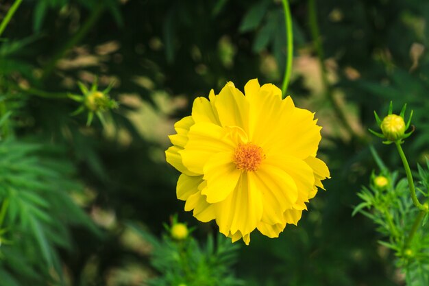 Goudsbloem bloemen veld