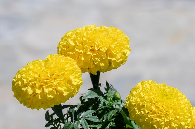 Goudsbloem bloemen zo mooi op witte achtergrond