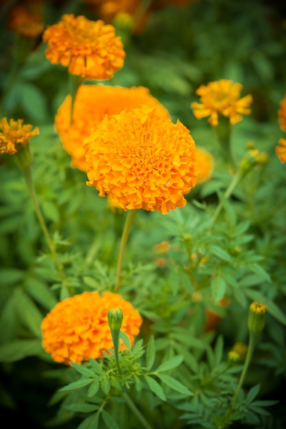 Goudsbloem in de tuin thailand