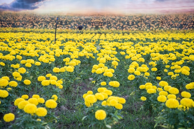 Goudsbloem in de tuin van thailand, gele bloem.