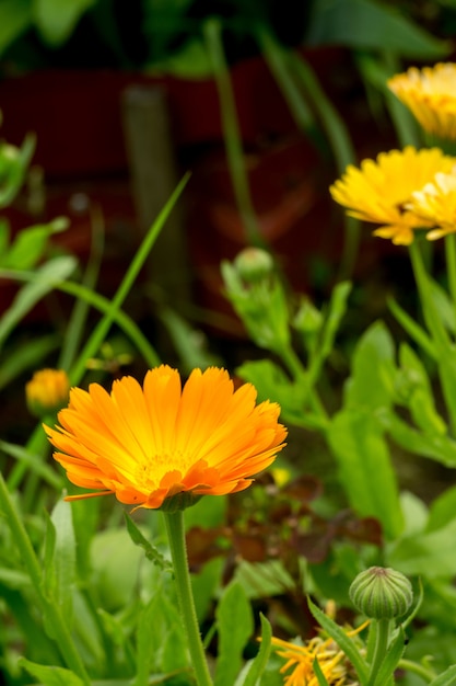 Goudsbloem in de tuin