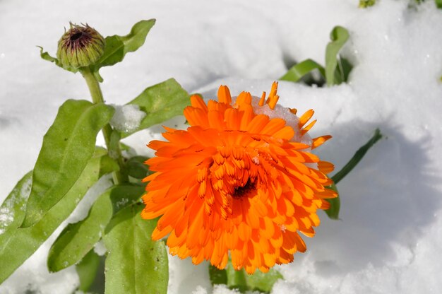 Goudsbloem onder de sneeuw in Bretagne