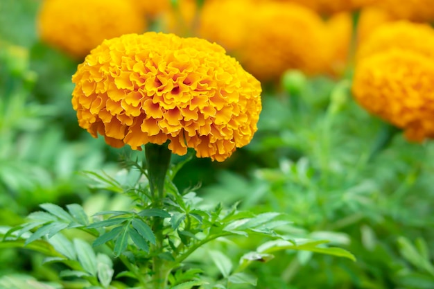 Goudsbloem tagetes erecta l prachtige bloemen bloeien met fel geel met groen blad