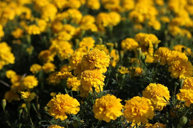 Goudsbloem (tagetes) in gele kleur. Mooie bloemenfoto voor achtergrond en behang