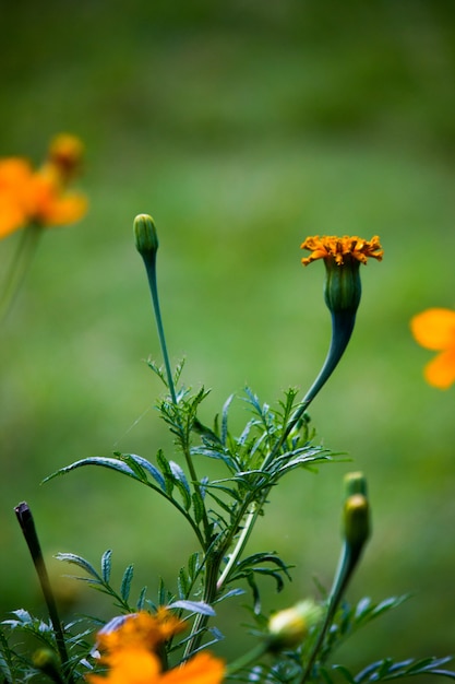 Goudsbloembloem die weg bloeien