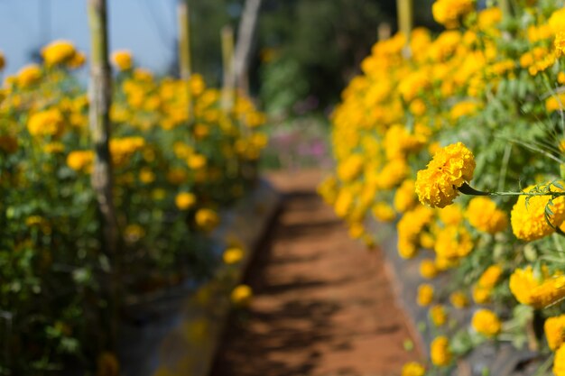 Goudsbloembloem in de tuin Thailand.