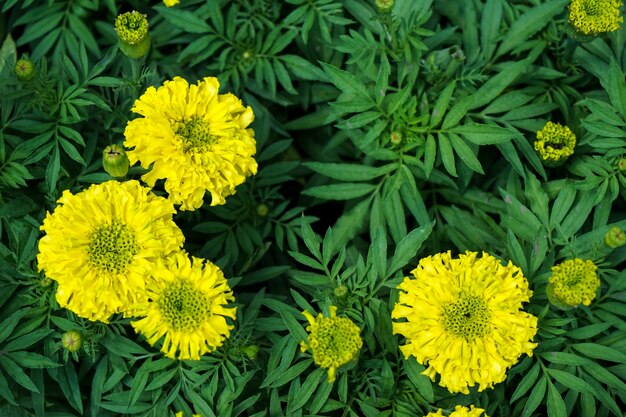 Goudsbloembloem of Tagetes die met groene bladerenachtergrond bloeien